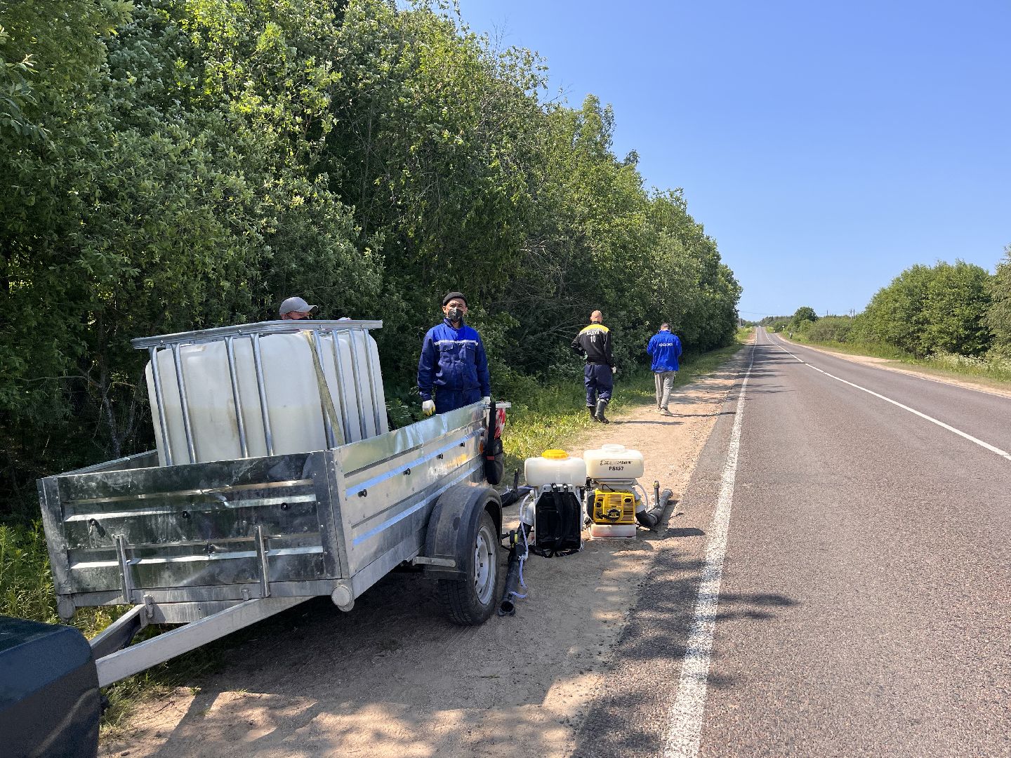 Шаховская, борщевик, экология