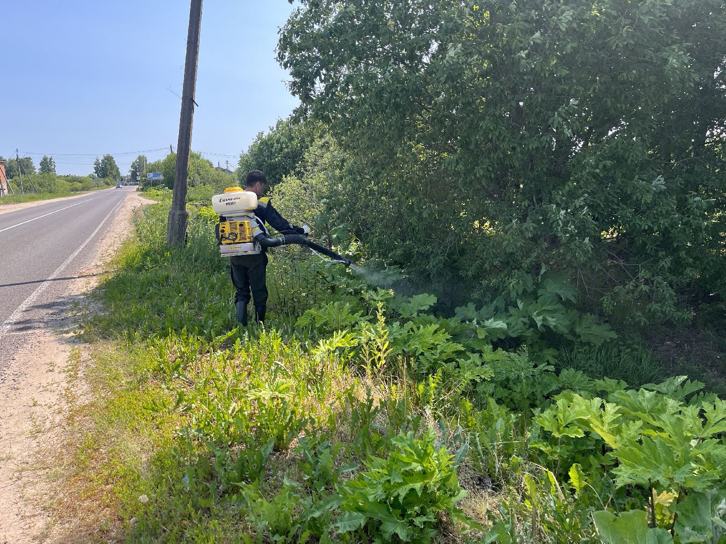 Шаховская, борщевик, экология