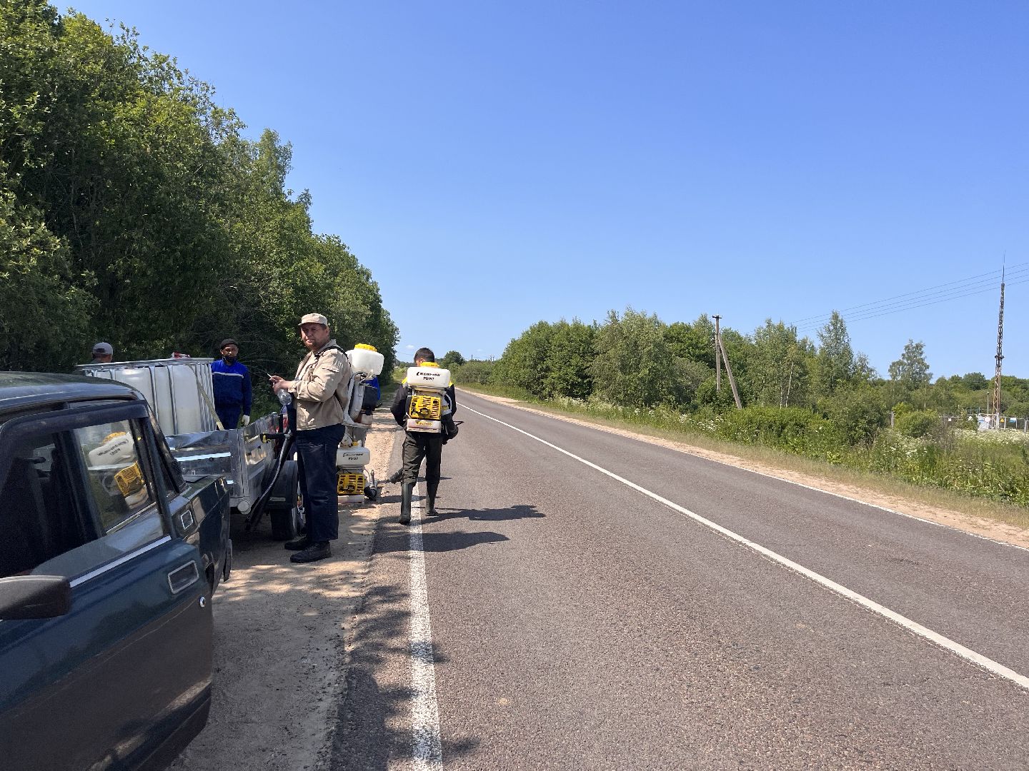 Шаховская, борщевик, экология