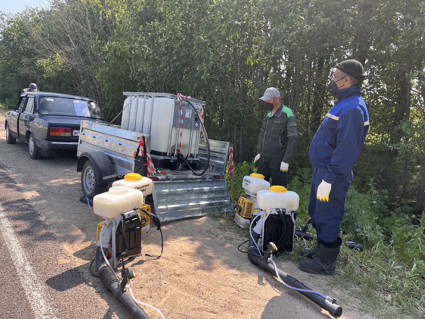 Шаховская, борщевик, экология