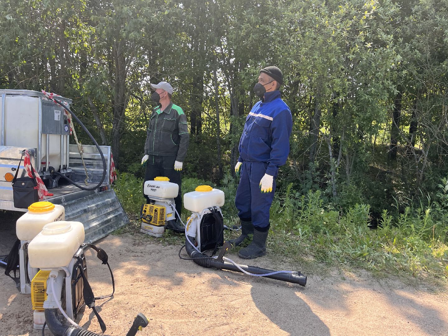 Шаховская, борщевик, экология