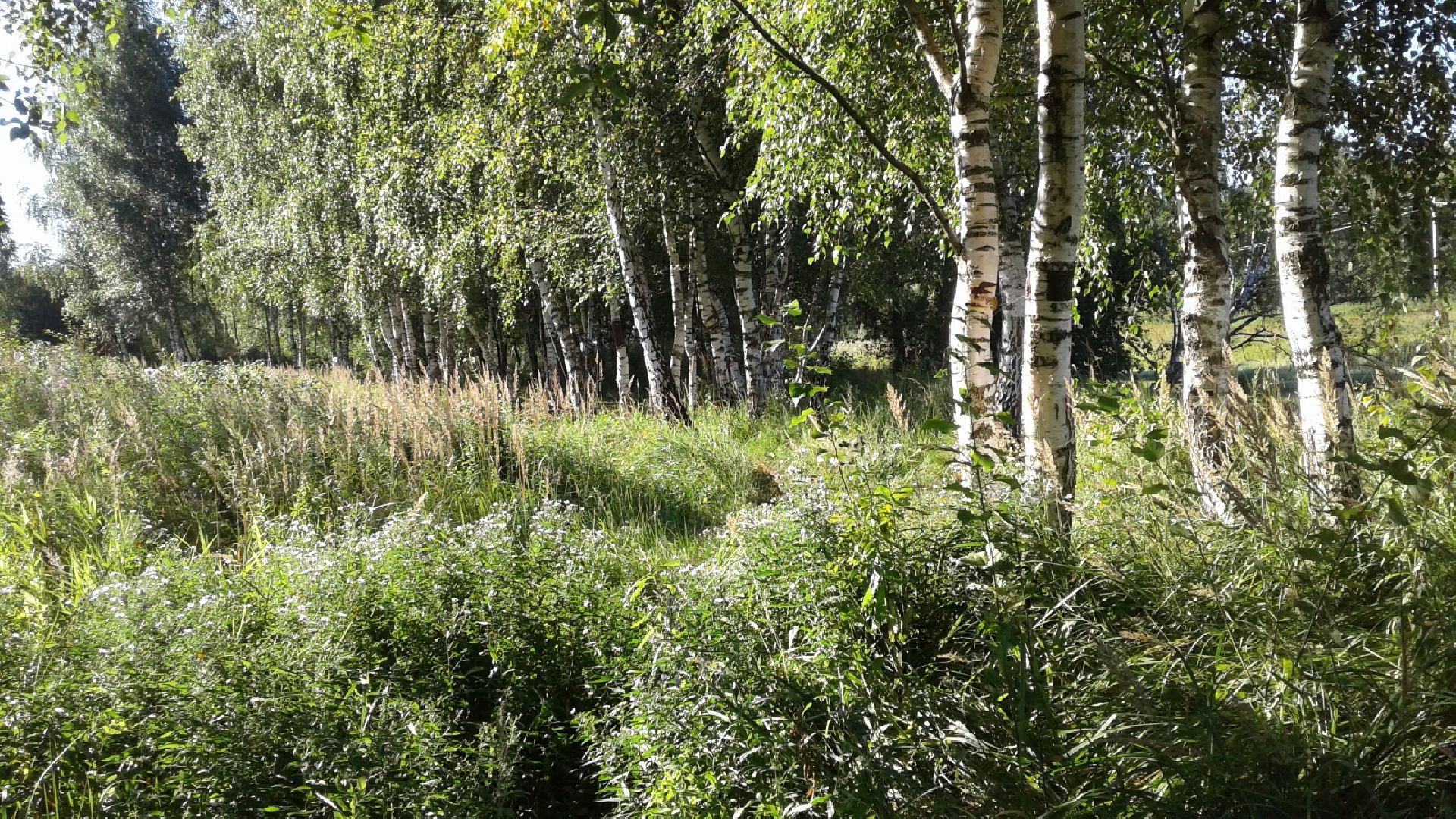 искусство, пенсионеры,