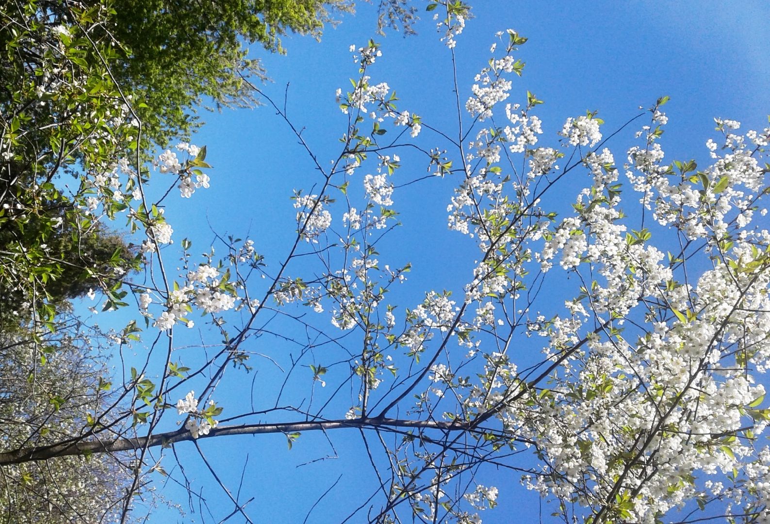 искусство, пенсионеры,