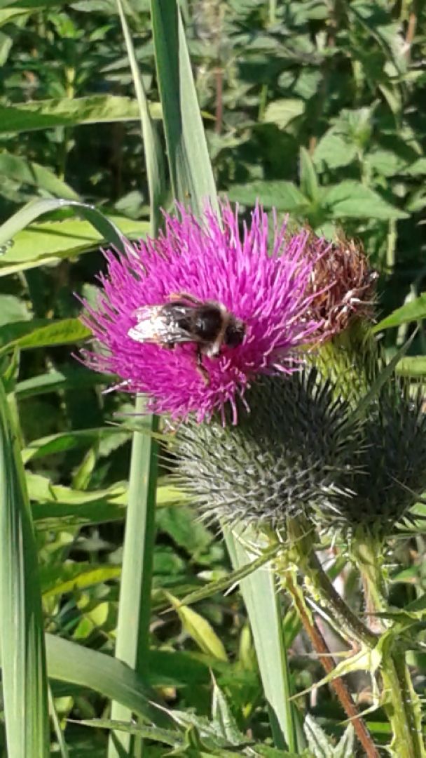 искусство, пенсионеры,