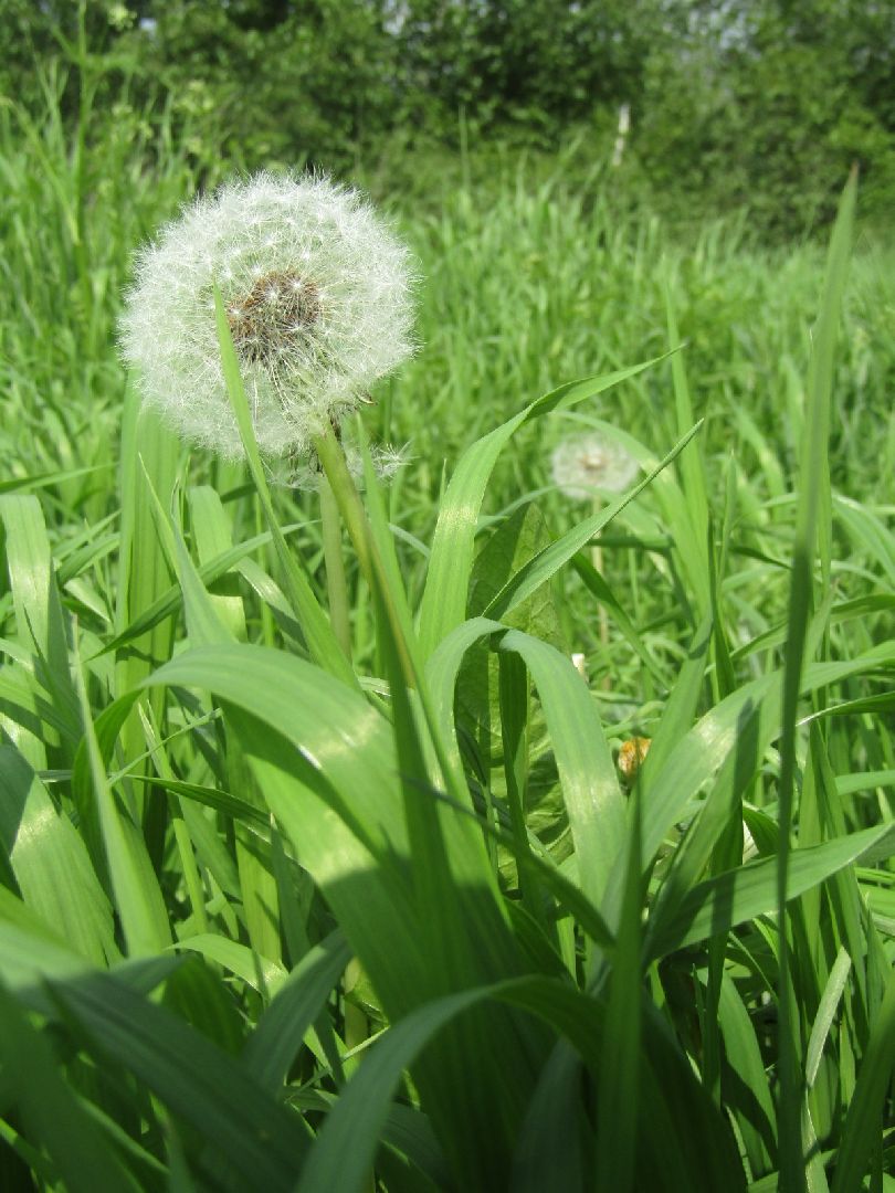 искусство, пенсионеры,