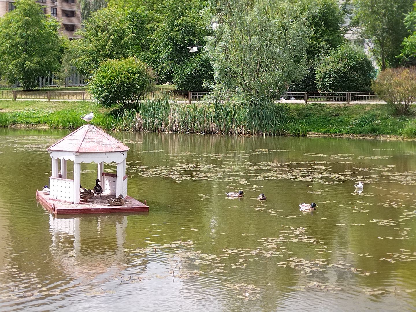 Утиный домик, Мытищи, Колпакова