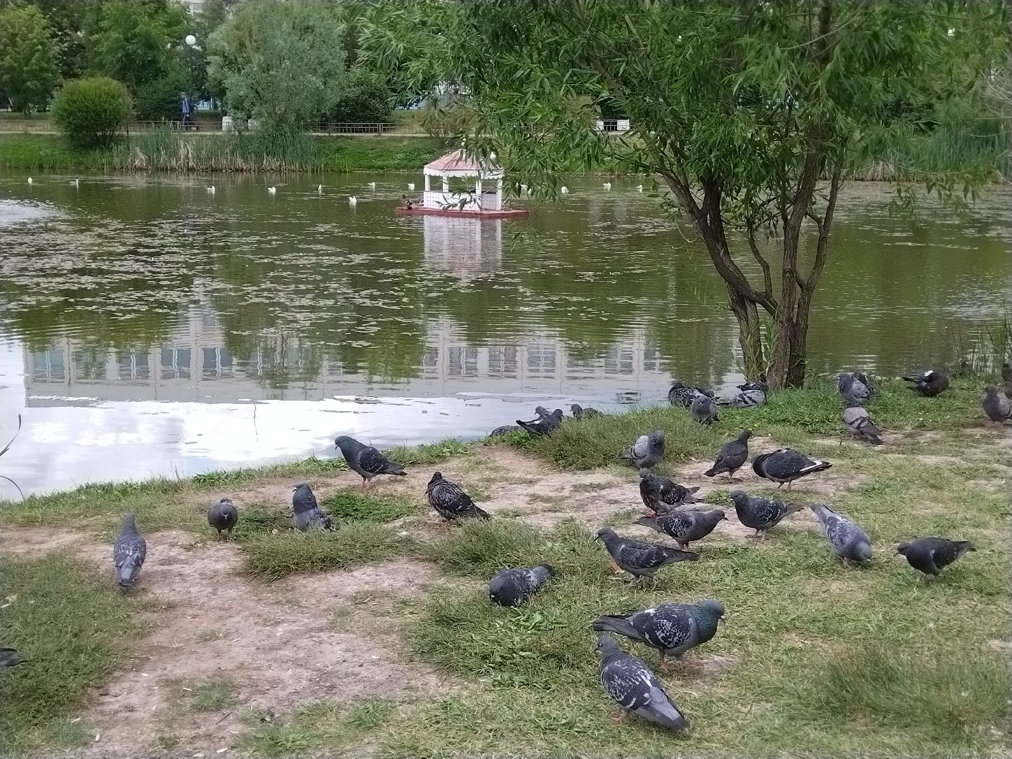 Утиный домик, Мытищи, Колпакова