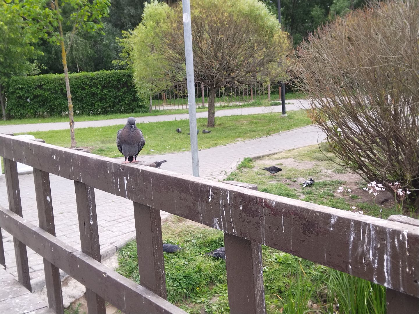 Утиный домик, Мытищи, Колпакова