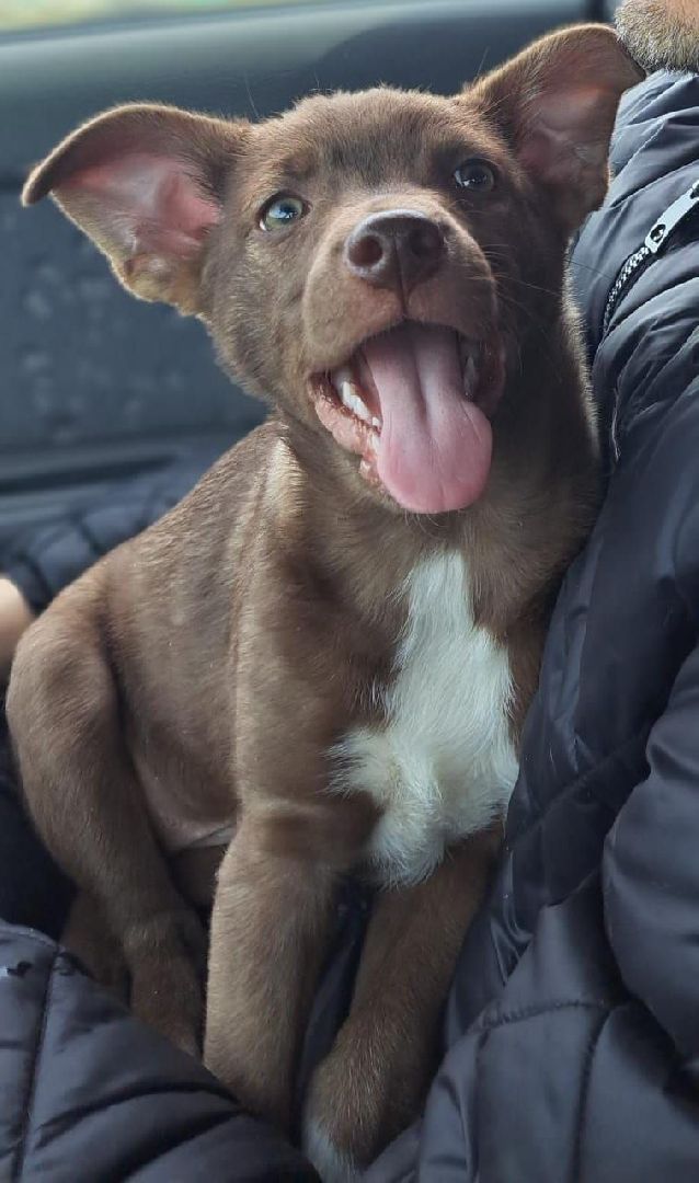 Реутов, Куба, щенок, новый дом