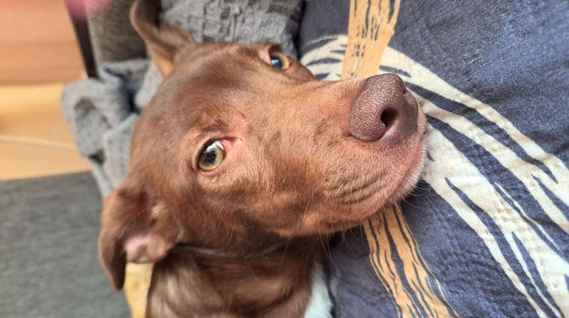 Реутов, Куба, щенок, новый дом