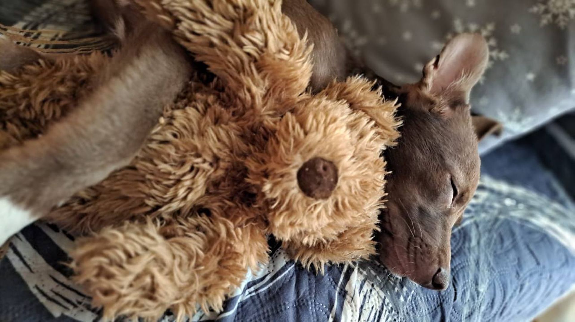 Реутов, Куба, щенок, новый дом