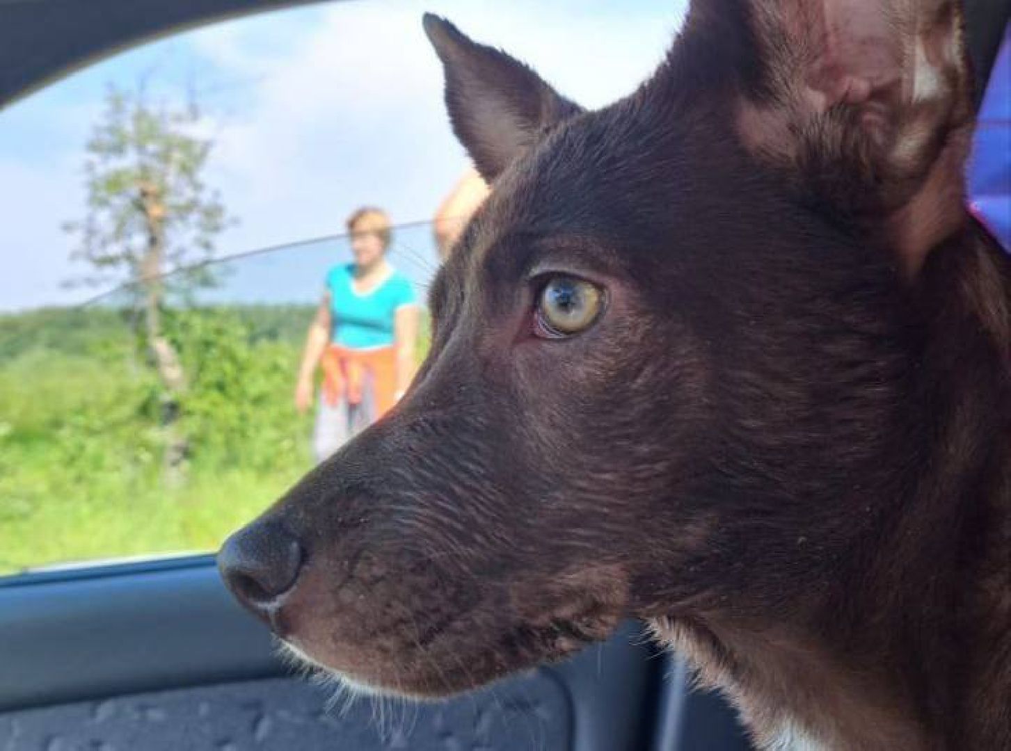 Реутов, Куба, щенок, новый дом