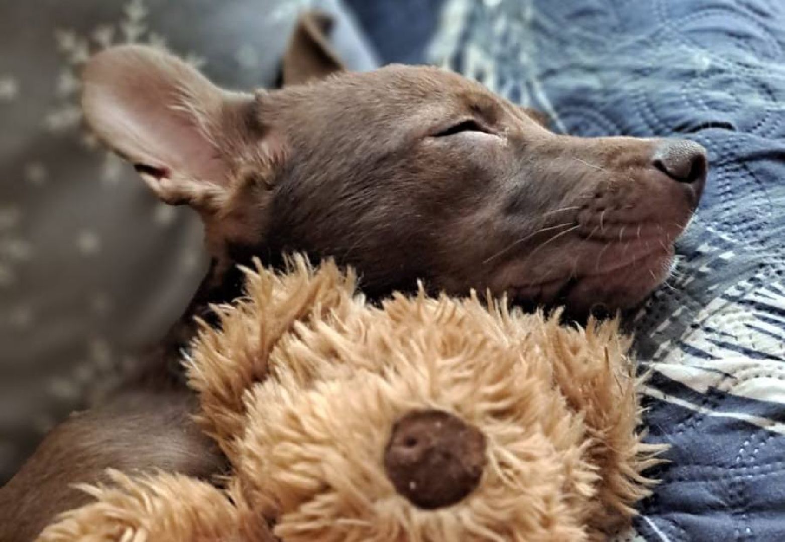 Реутов, Куба, щенок, новый дом