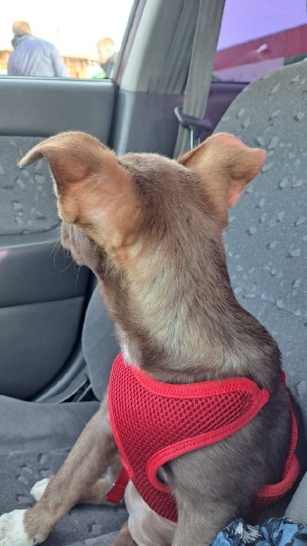 Реутов, Куба, щенок, новый дом