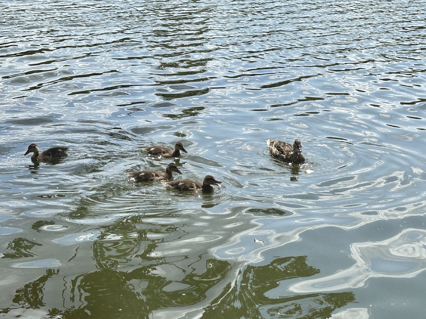 экология, программа губернатора, Фрязино