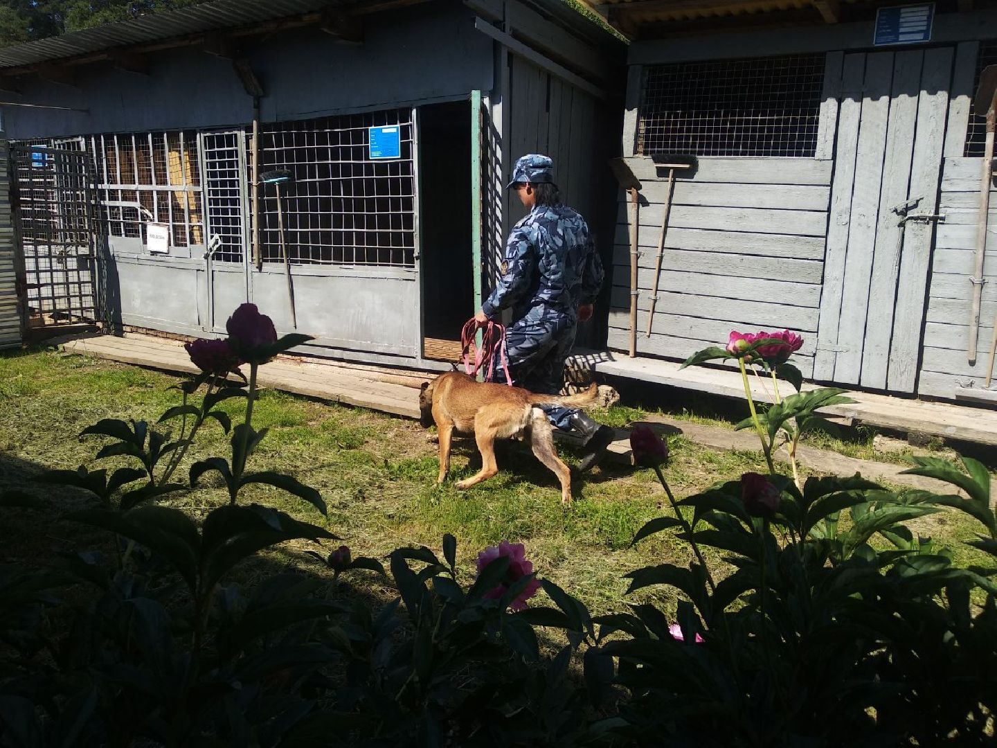 Дмитров, Икшанская колония, кинологи