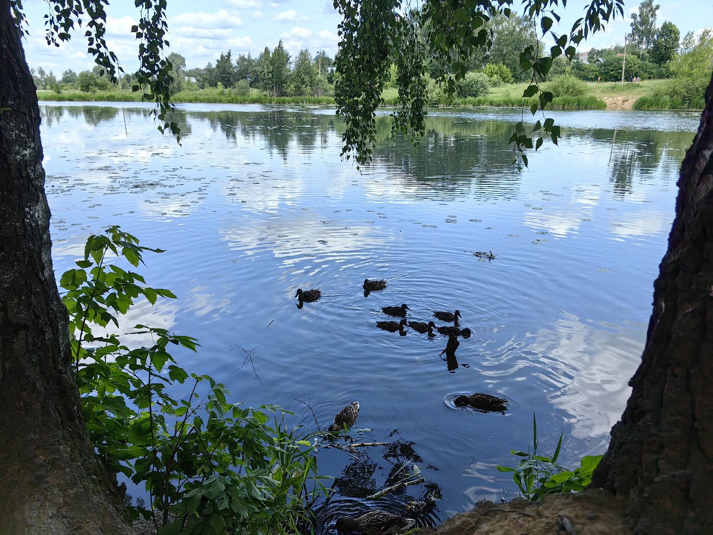 Парк, уборка, пылесос, листья, река