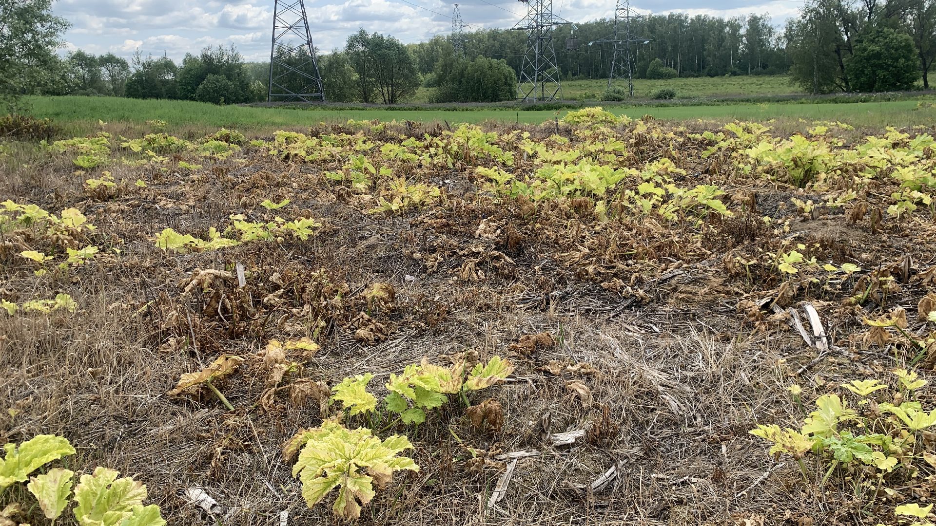 Ступино, экология, борщевик