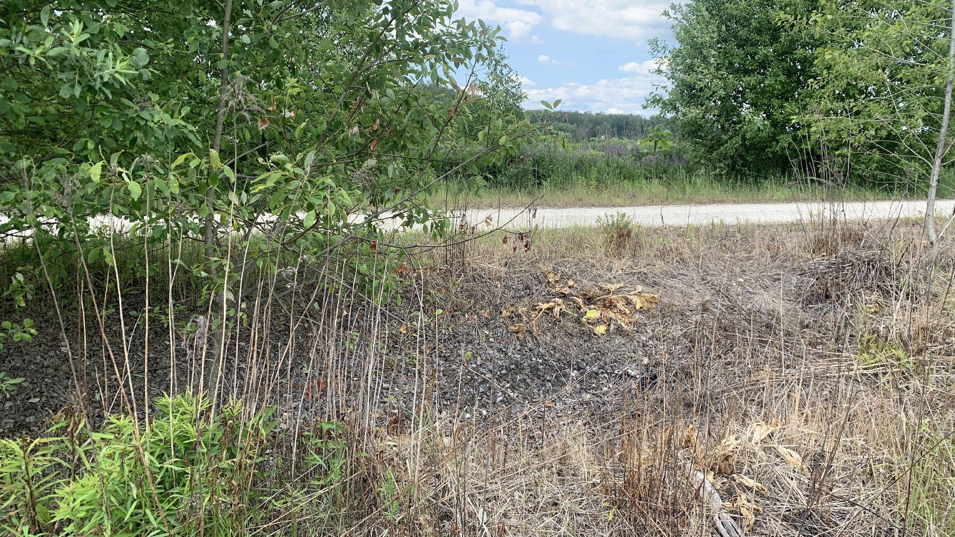 Ступино, экология, борщевик