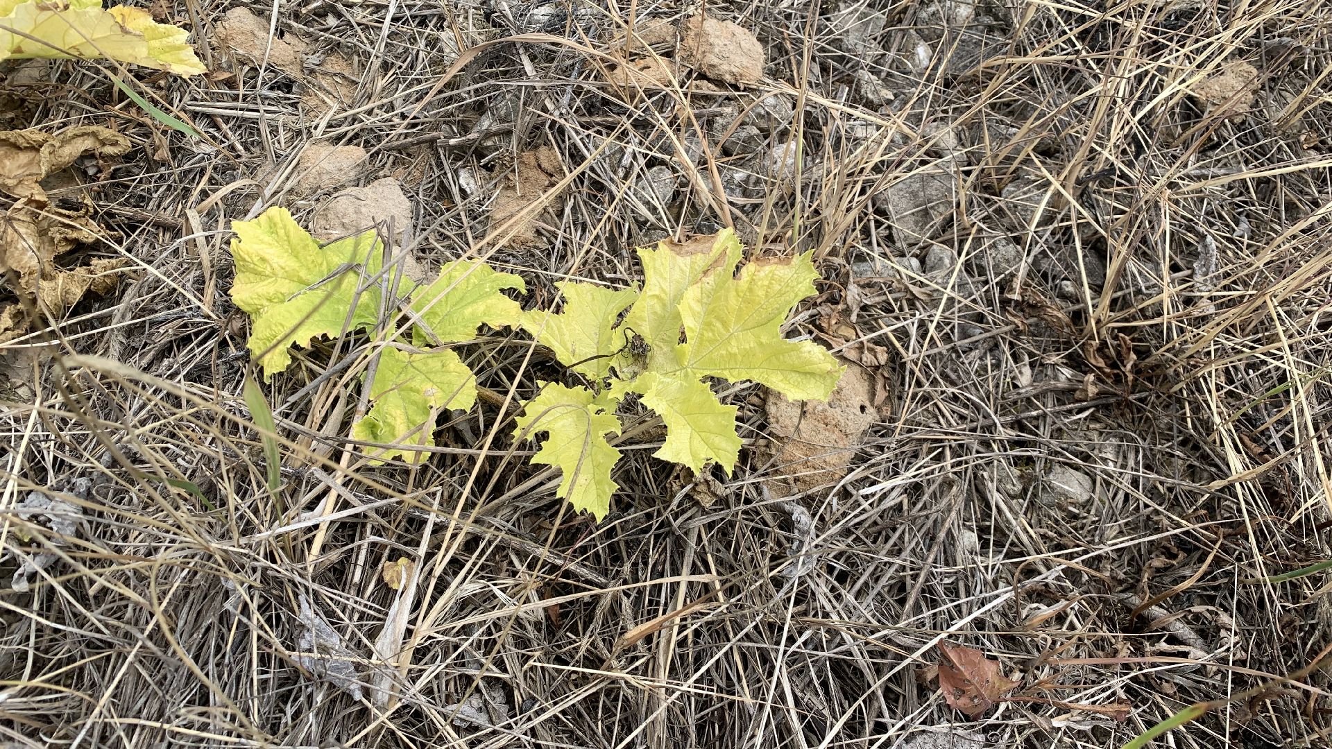 Ступино, экология, борщевик