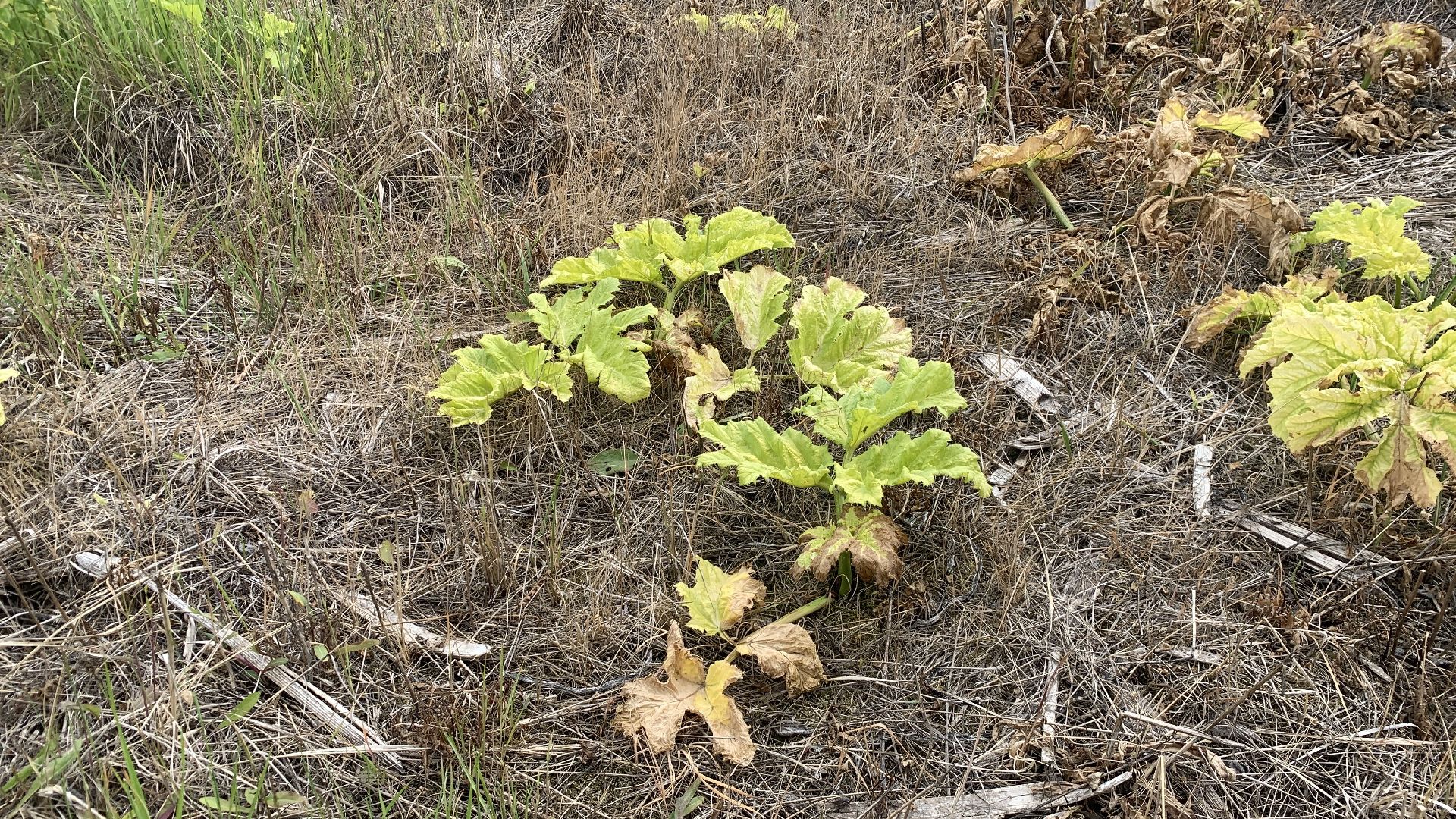Ступино, экология, борщевик