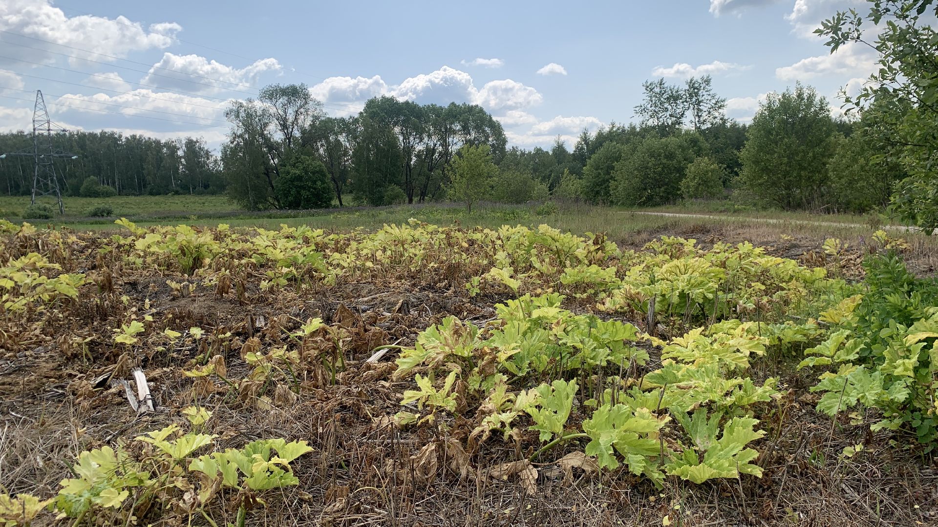 Ступино, экология, борщевик