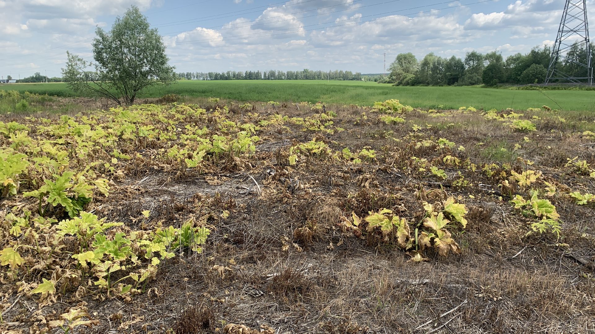 Ступино, экология, борщевик