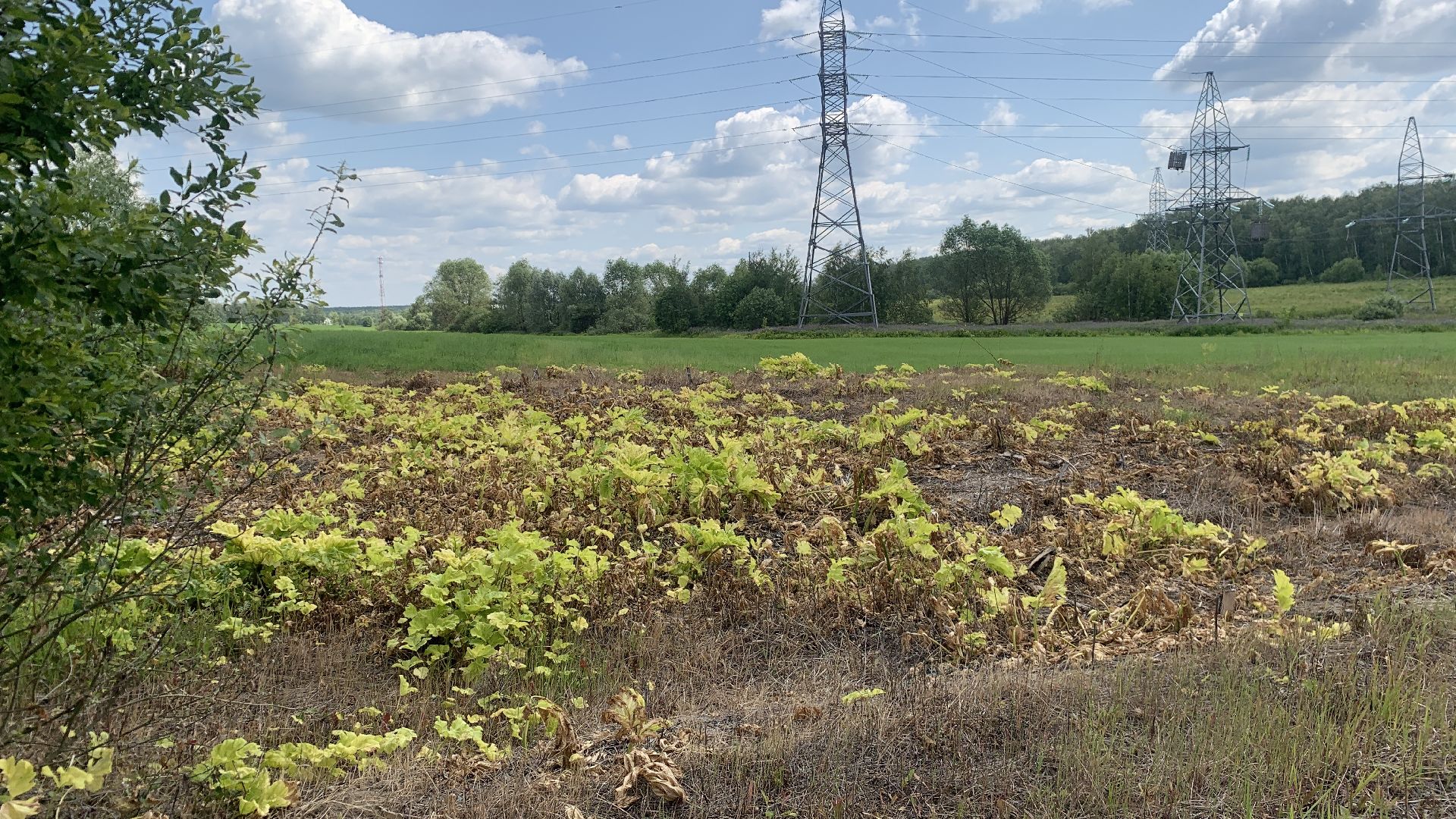 Ступино, экология, борщевик