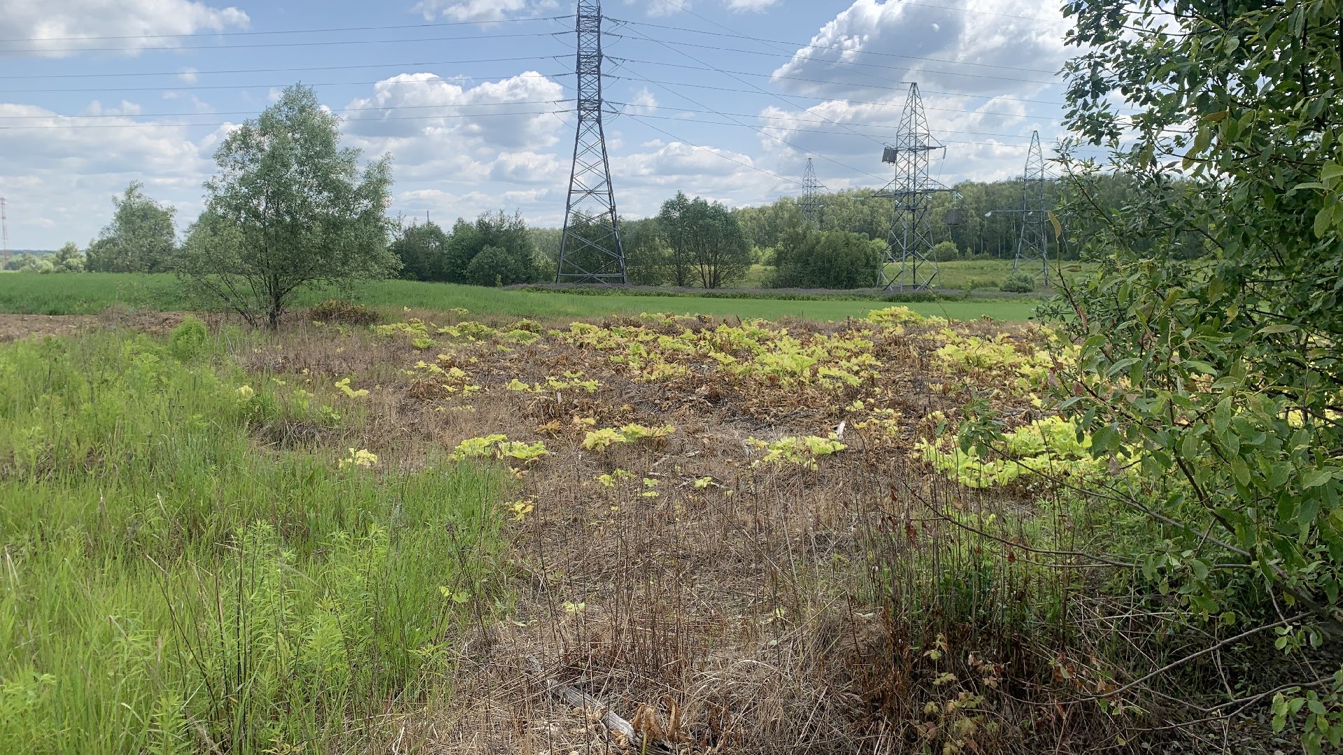 Ступино, экология, борщевик