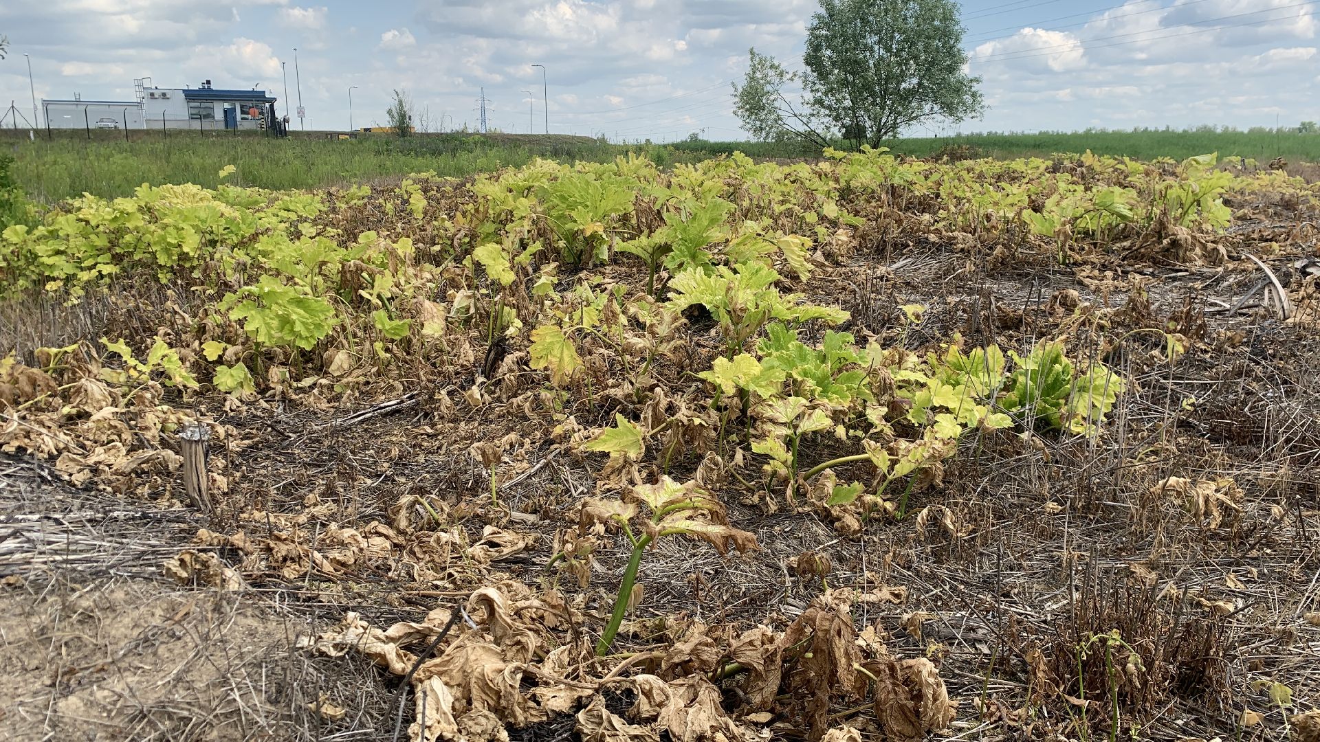 Ступино, экология, борщевик
