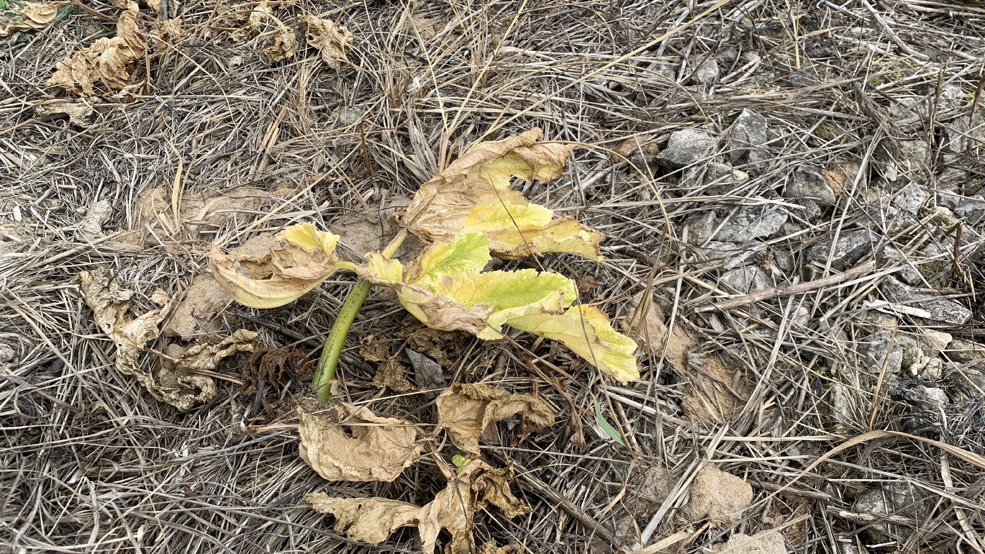 Ступино, экология, борщевик