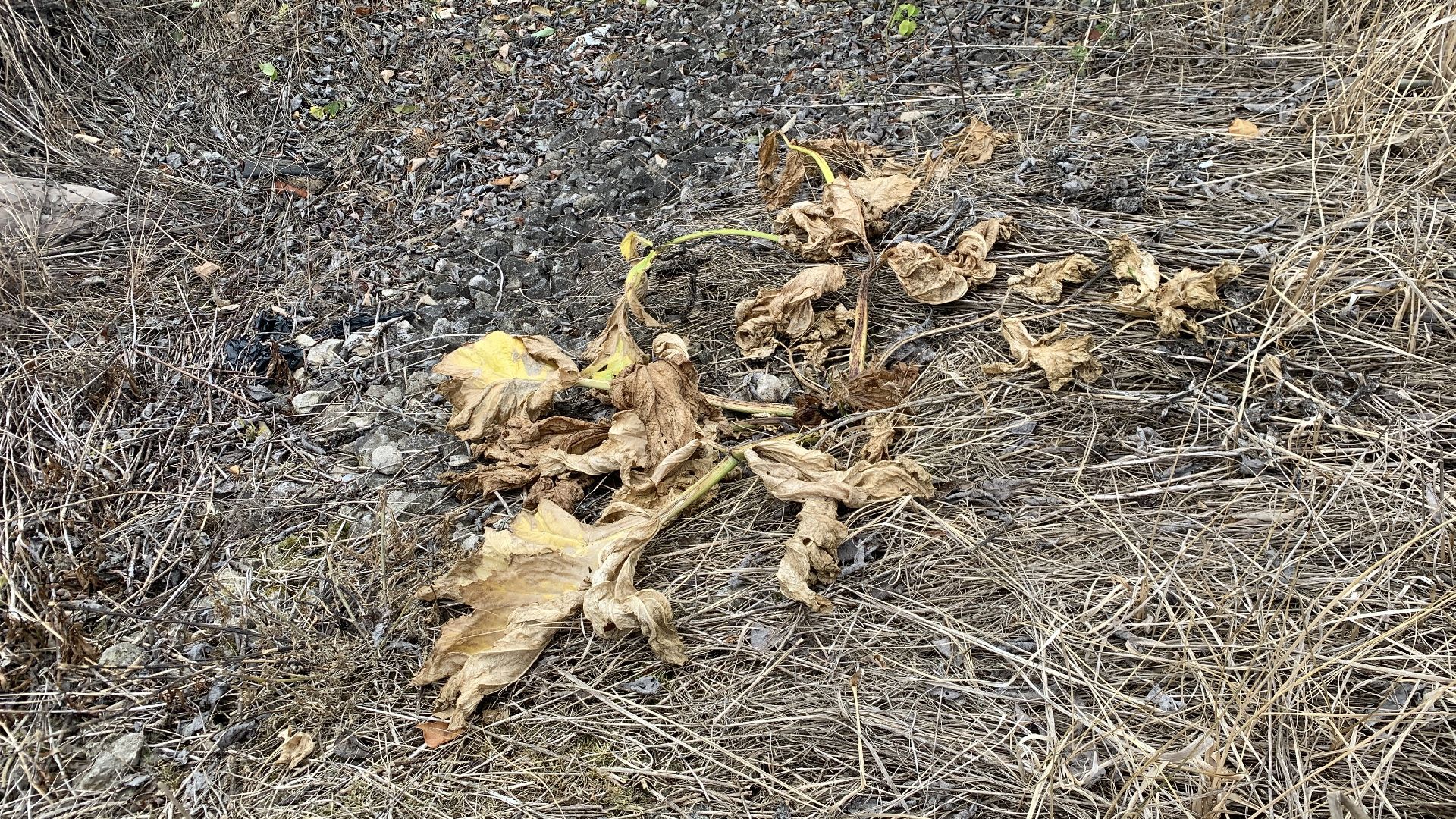 Ступино, экология, борщевик