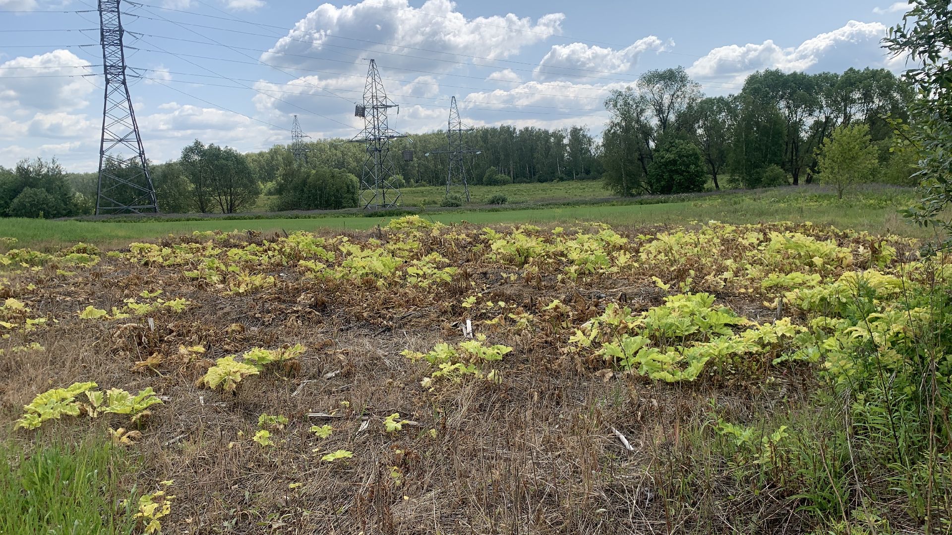 Ступино, экология, борщевик