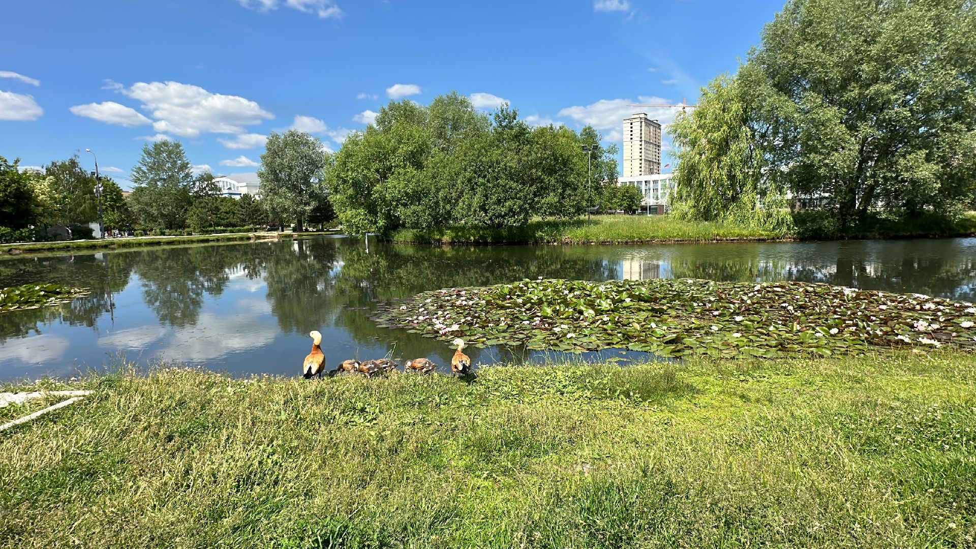 Огарь, Одинцово, Парки Подмосковья, утка, супружеская верность, семья, символ, Баранка
