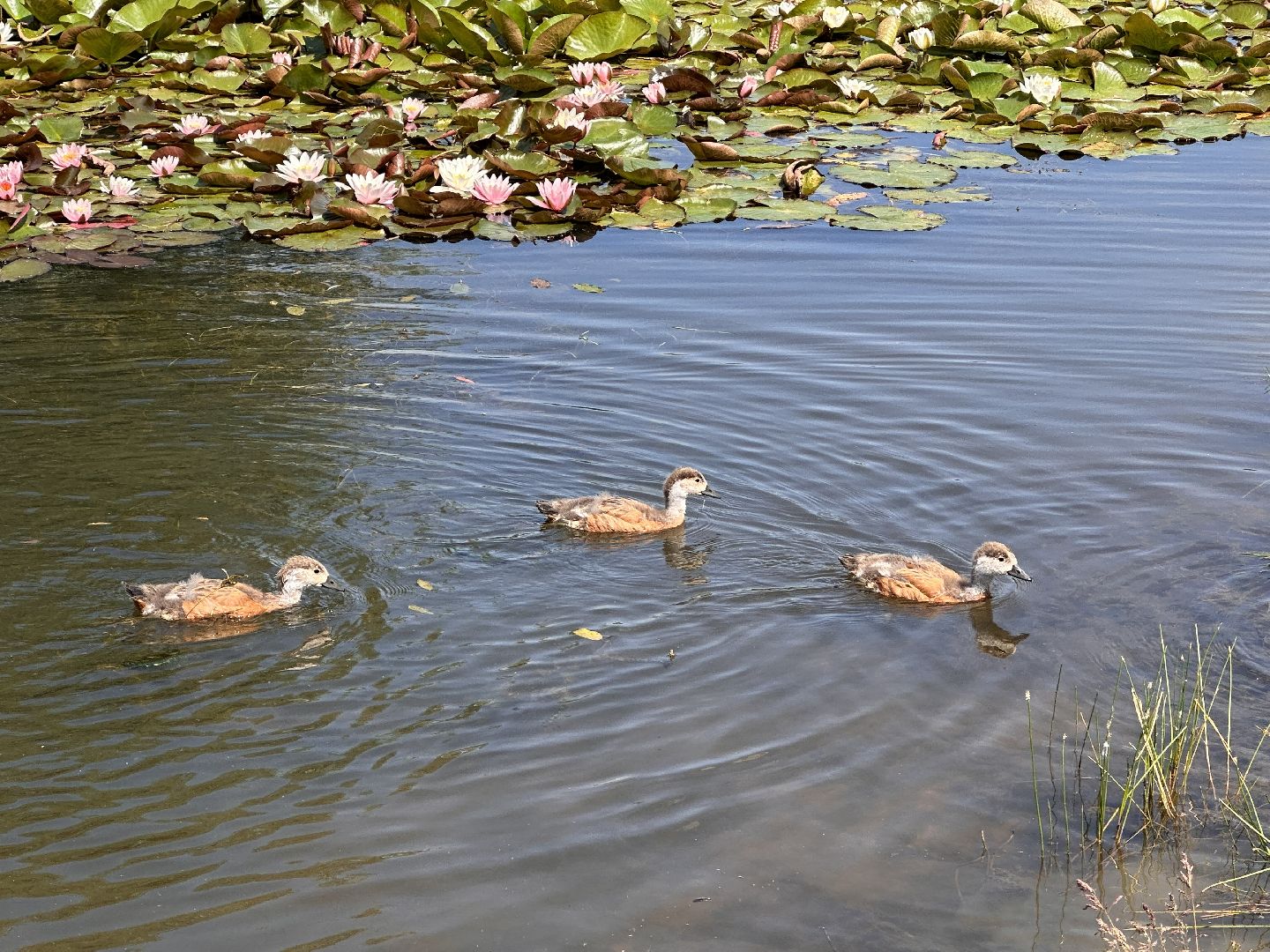 Огарь, Одинцово, Парки Подмосковья, утка, супружеская верность, семья, символ, Баранка