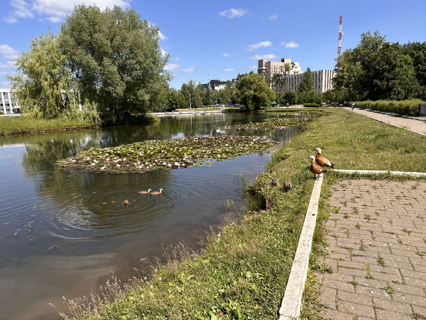 Огарь, Одинцово, Парки Подмосковья, утка, супружеская верность, семья, символ, Баранка