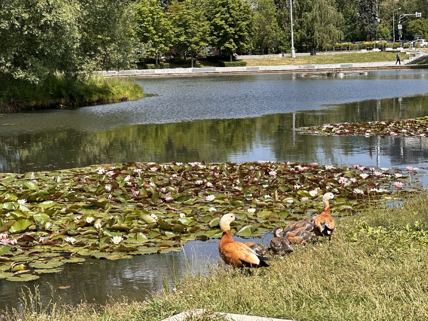Огарь, Одинцово, Парки Подмосковья, утка, супружеская верность, семья, символ, Баранка