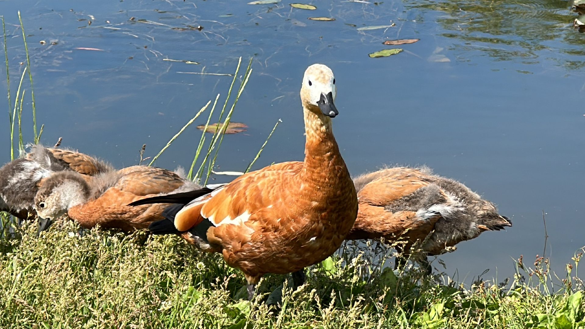 Огарь, Одинцово, Парки Подмосковья, утка, супружеская верность, семья, символ, Баранка