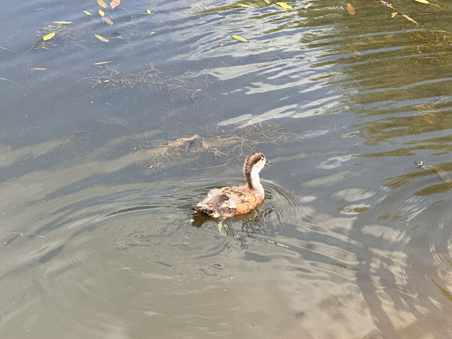 Огарь, Одинцово, Парки Подмосковья, утка, супружеская верность, семья, символ, Баранка