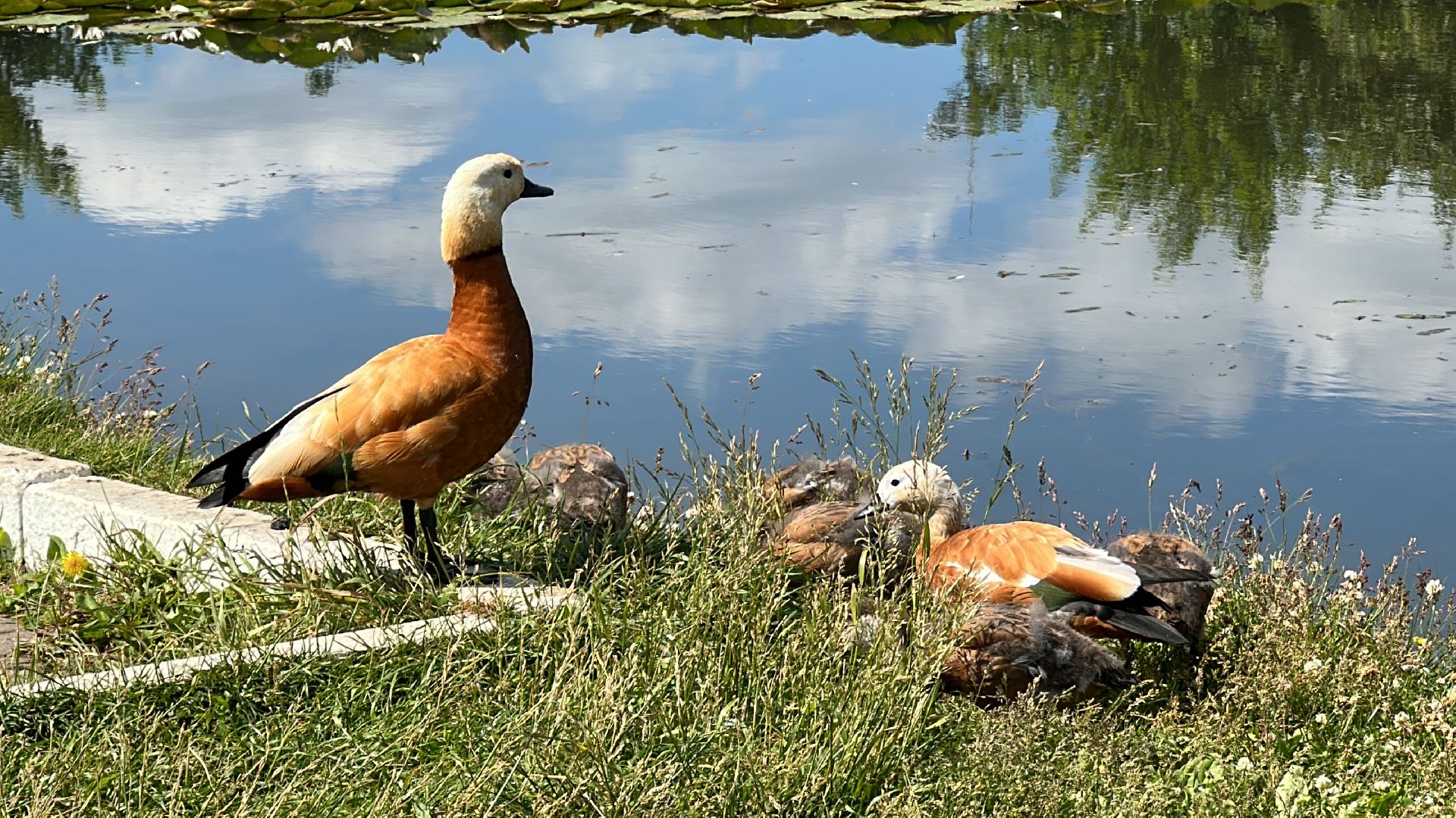 Огарь, Одинцово, Парки Подмосковья, утка, супружеская верность, семья, символ, Баранка
