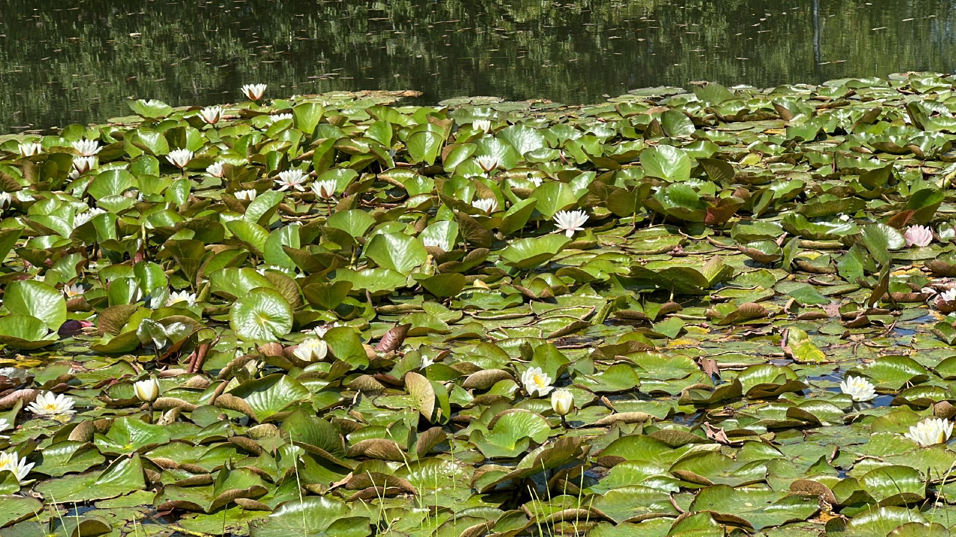 Огарь, Одинцово, Парки Подмосковья, утка, супружеская верность, семья, символ, Баранка