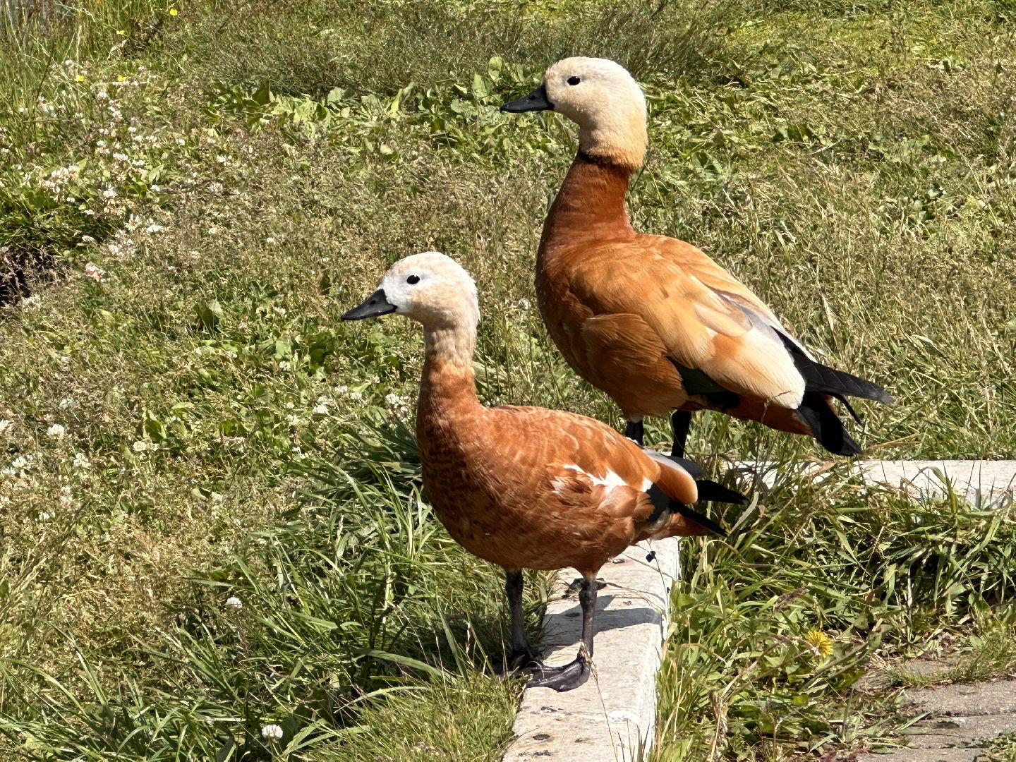 Огарь, Одинцово, Парки Подмосковья, утка, супружеская верность, семья, символ, Баранка