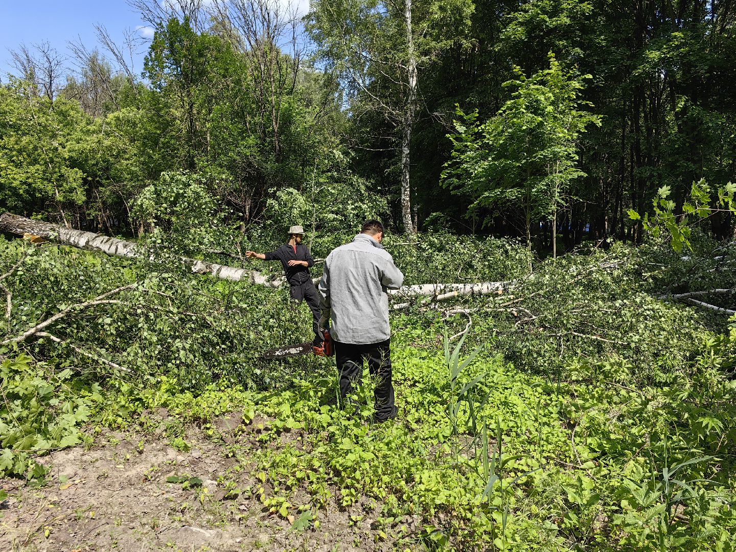 Детская площадка, деревья, территория, спорт, благоустройство