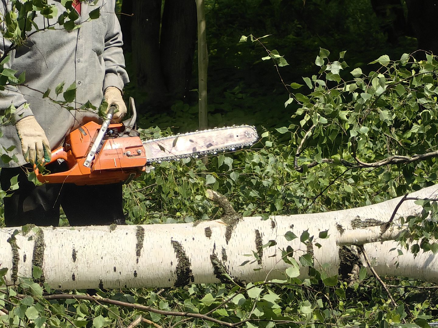 Детская площадка, деревья, территория, спорт, благоустройство