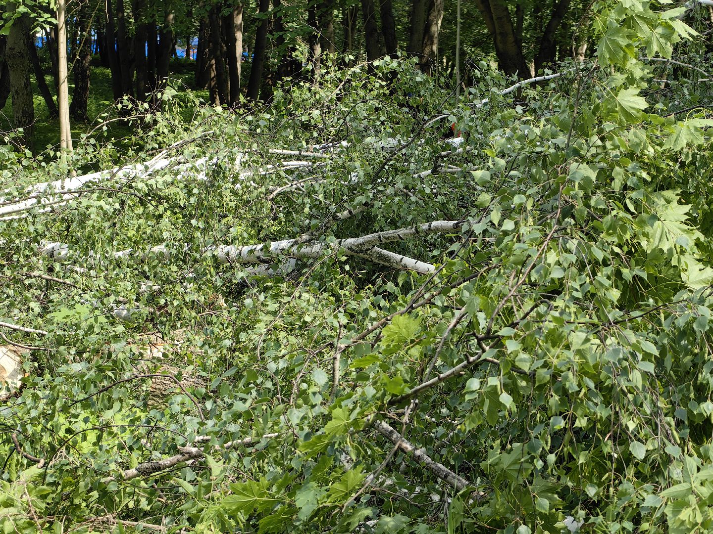 Детская площадка, деревья, территория, спорт, благоустройство