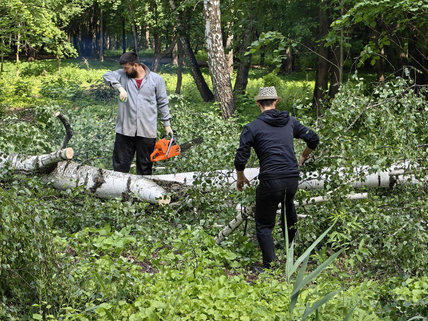 Детская площадка, деревья, территория, спорт, благоустройство