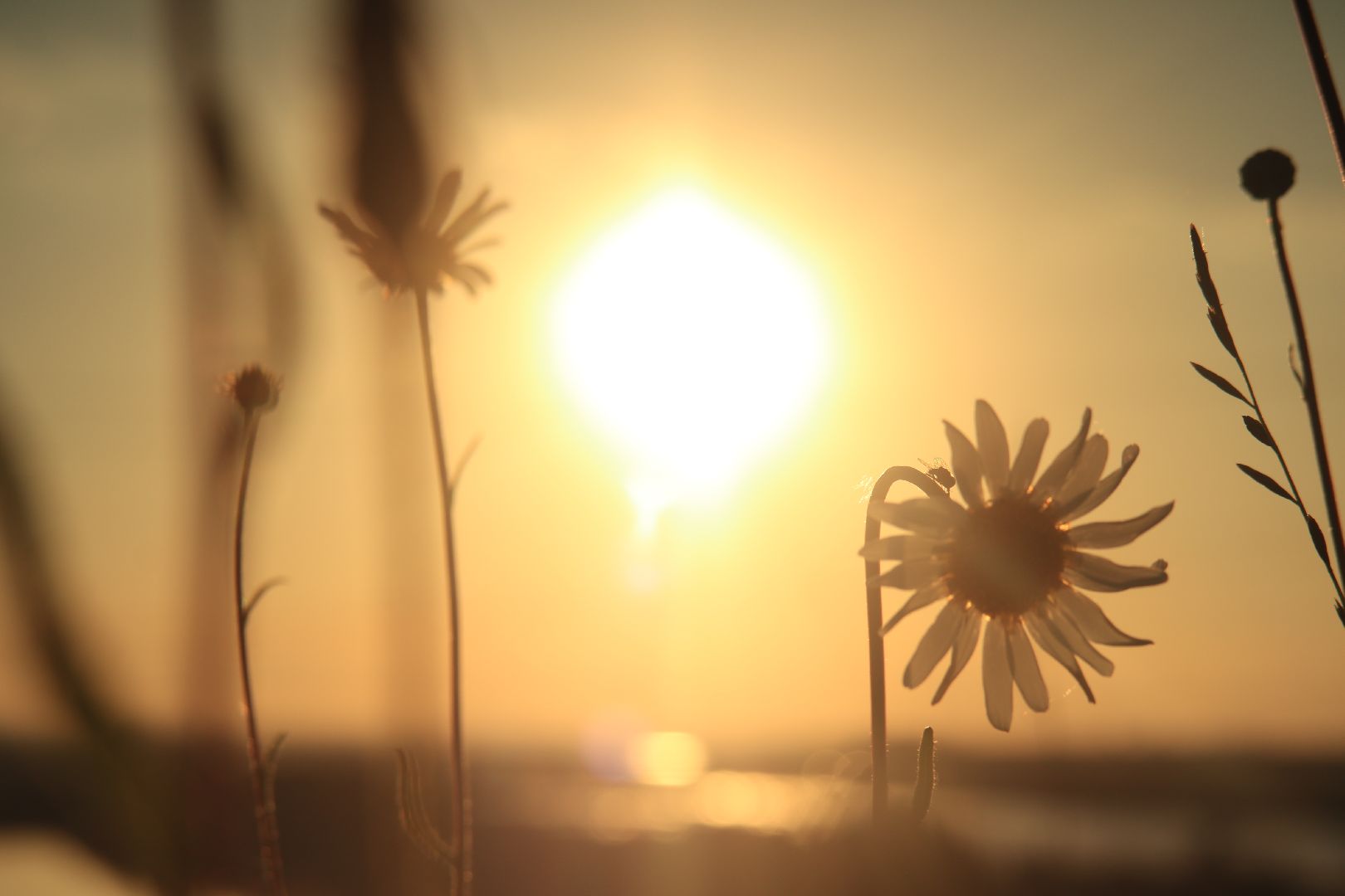 Пущино, астрономия, День летнего солнцестояния