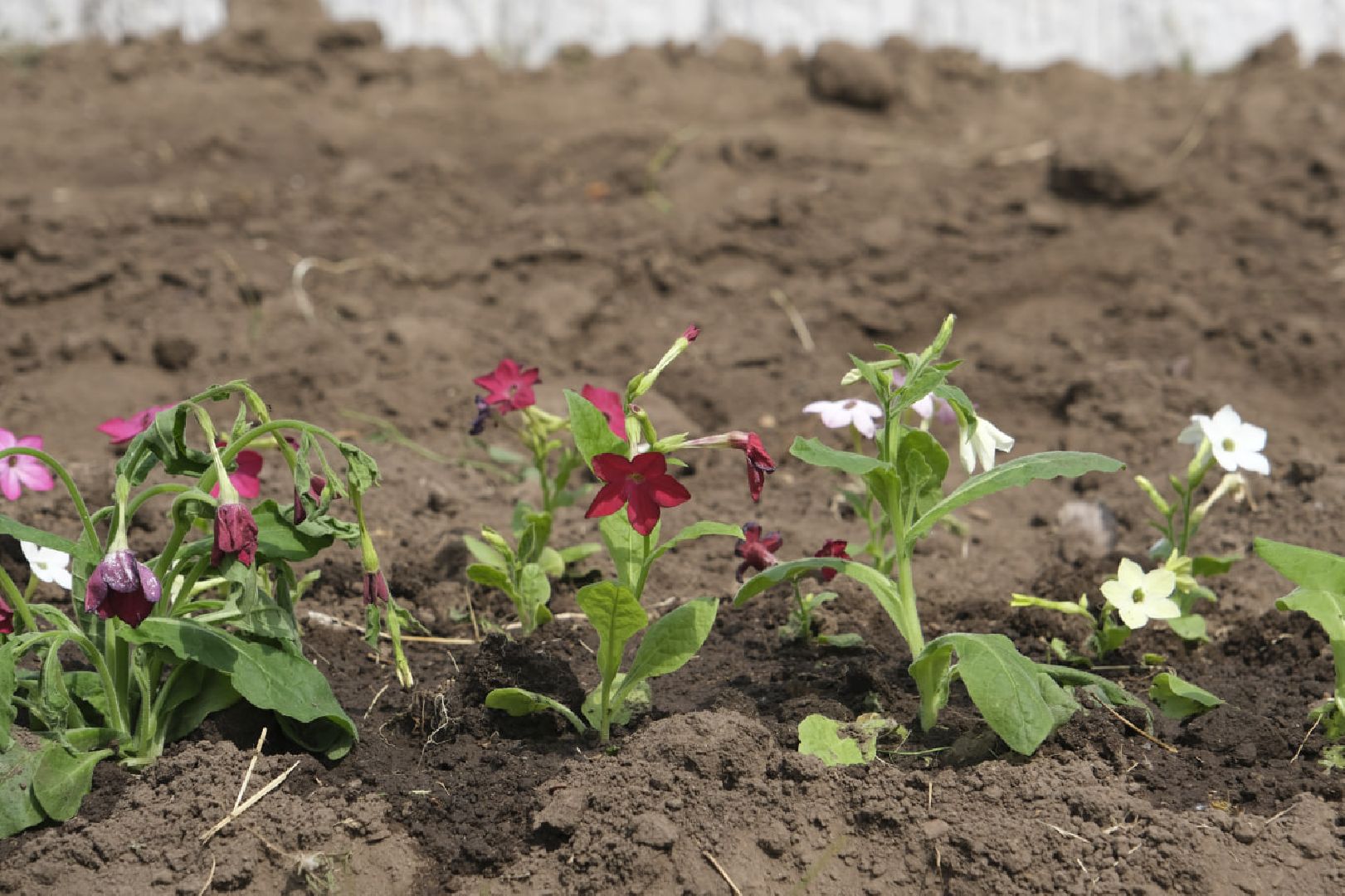 Пущино, благоустройство, клумбы