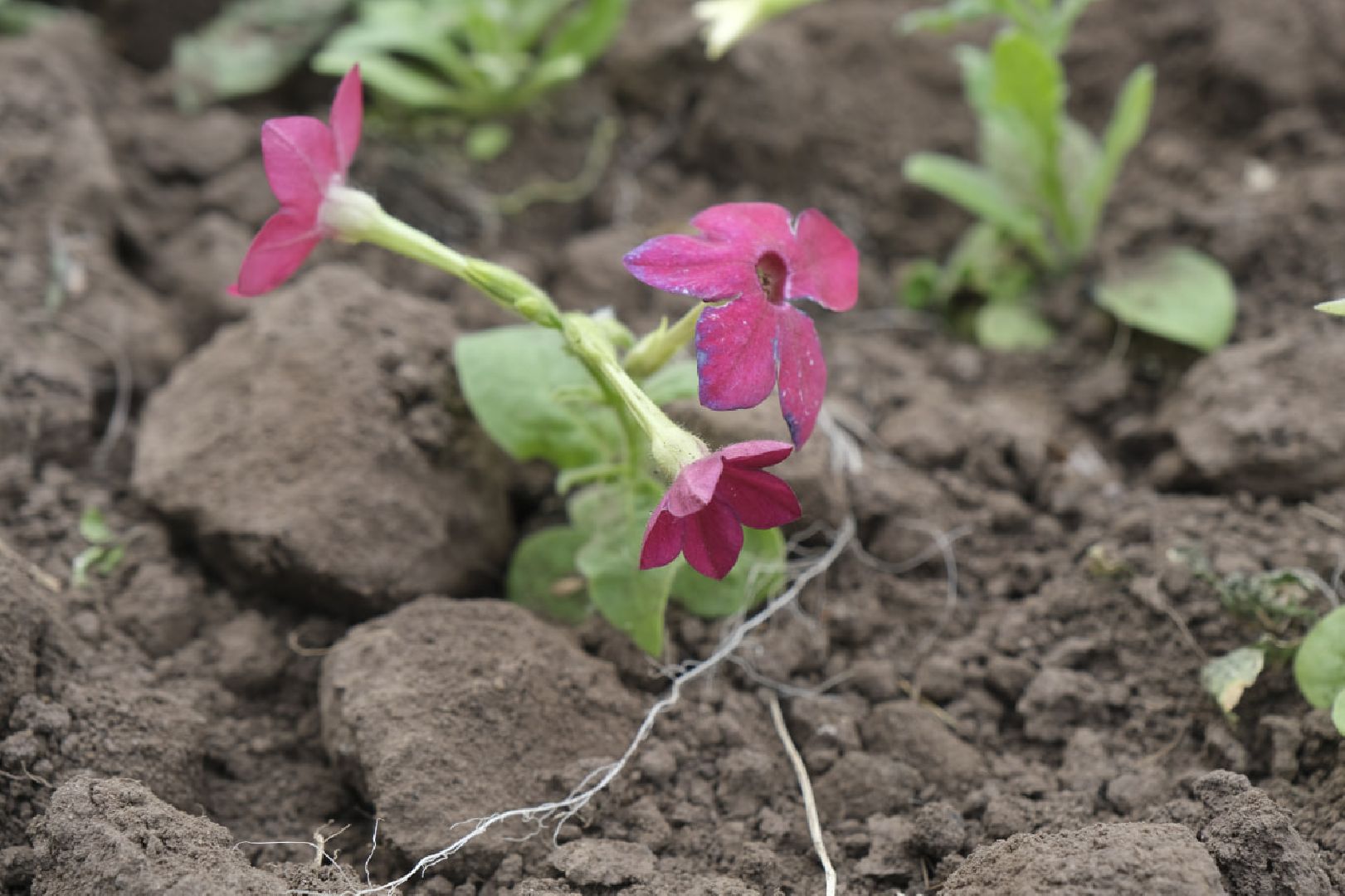 Пущино, благоустройство, клумбы