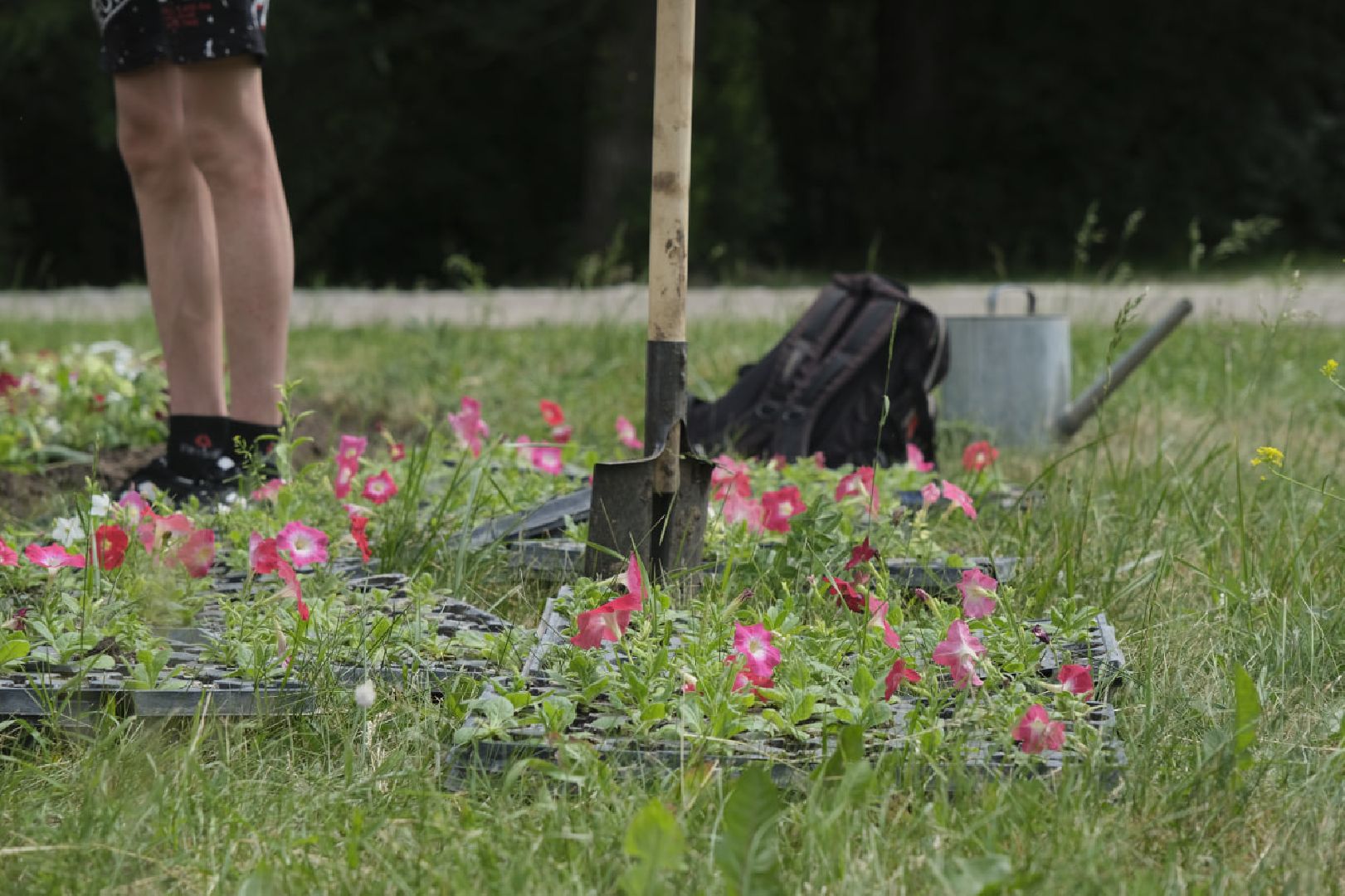 Пущино, благоустройство, клумбы